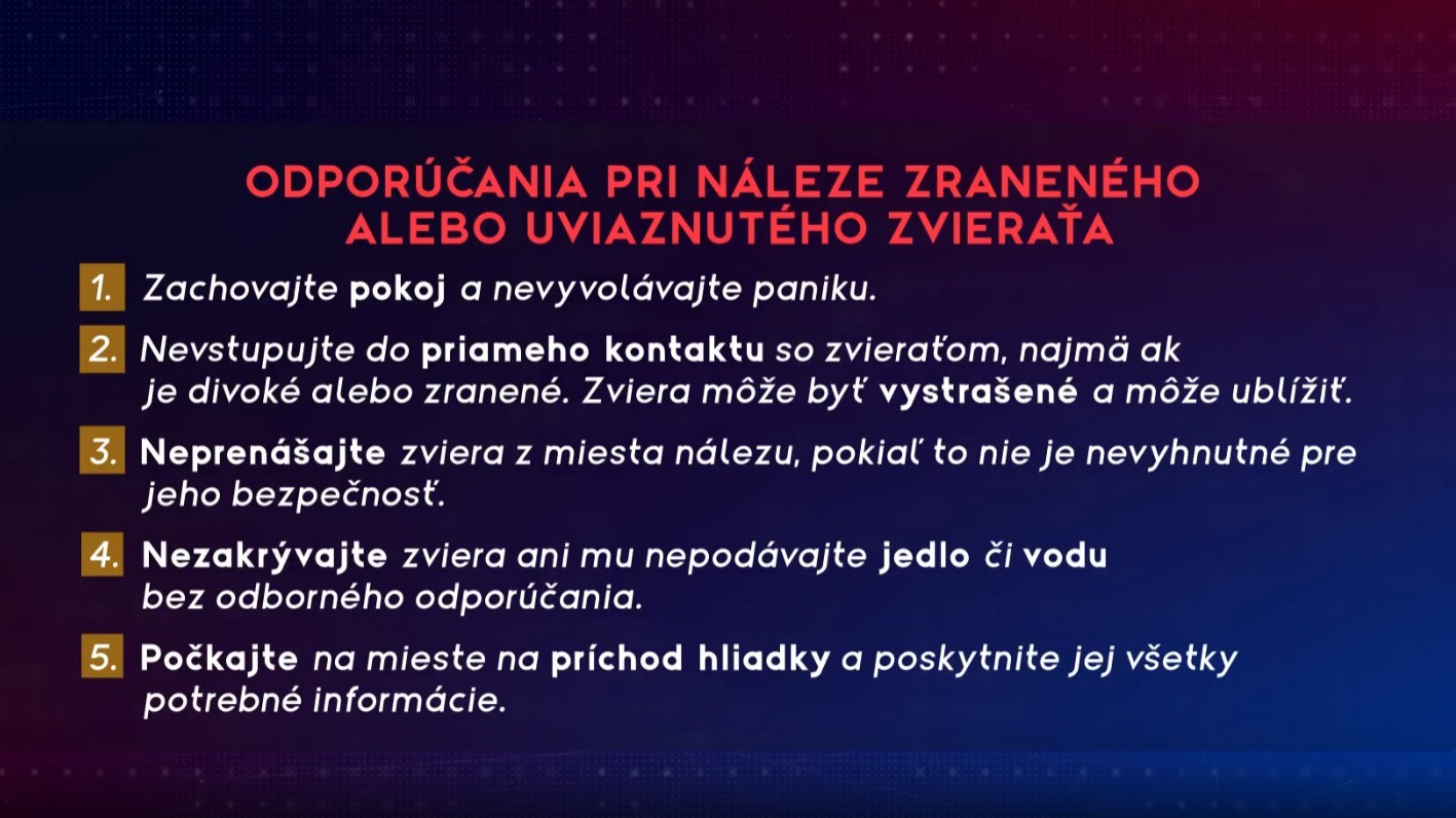 Odporúčania pri stretnutí so zvieraťom